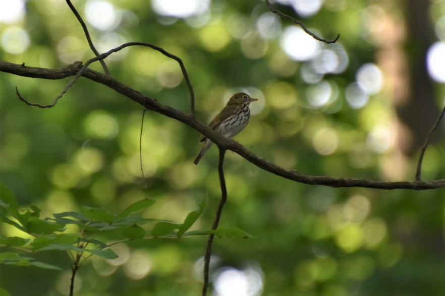 Ovenbird - Sheri Mcconville