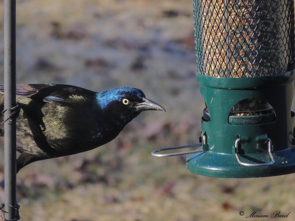 Common Grackle - ML58610361