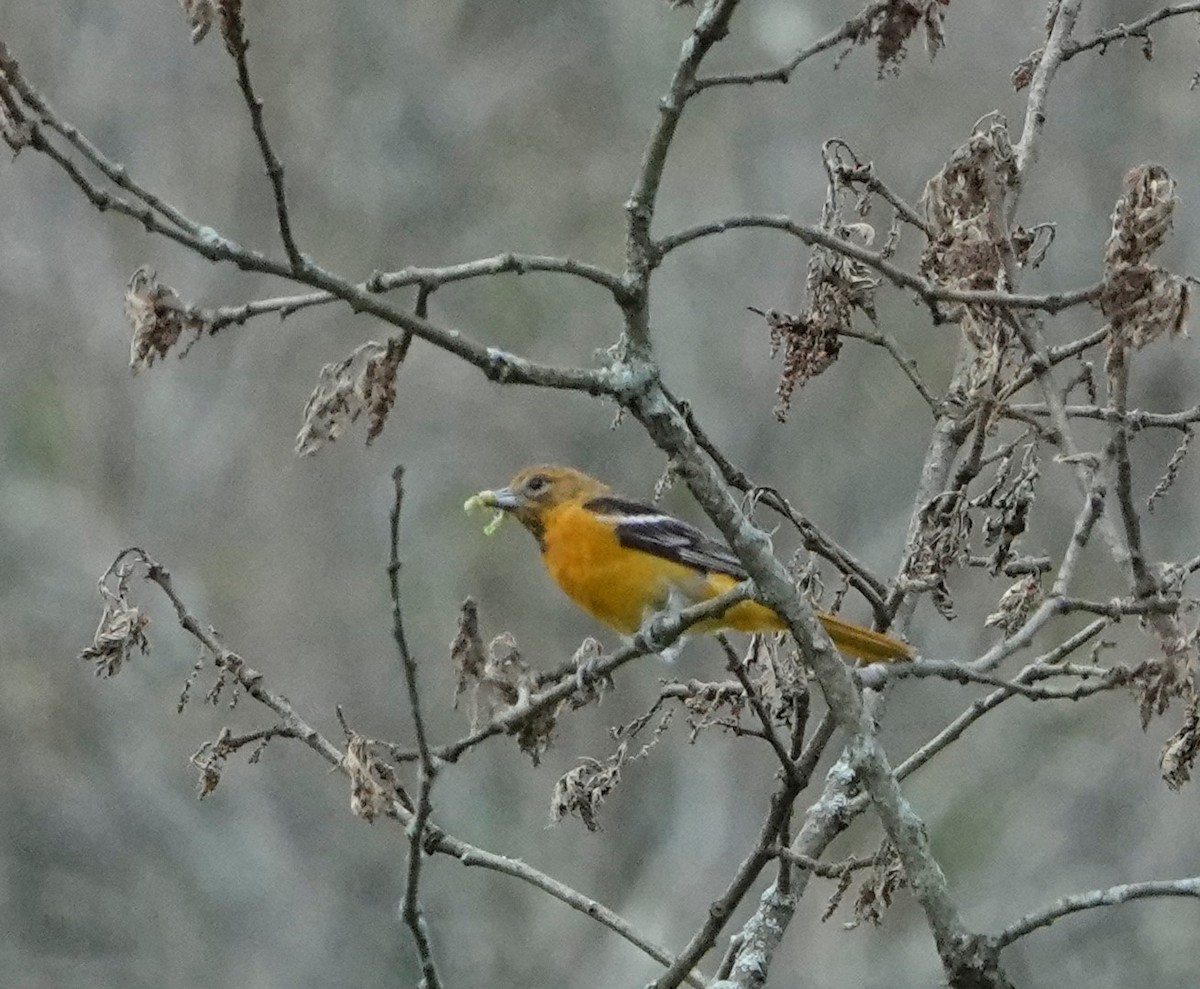 Baltimore Oriole - Leigh McBride