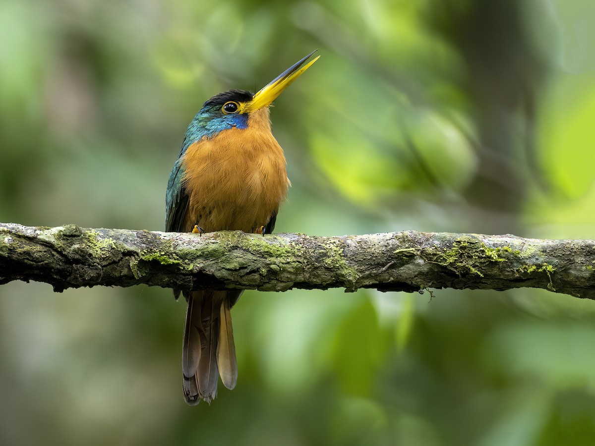 Blue-cheeked Jacamar - ML586105801