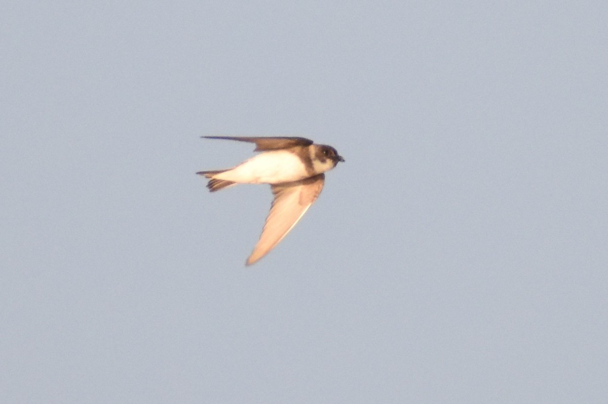 Bank Swallow - ML586105921