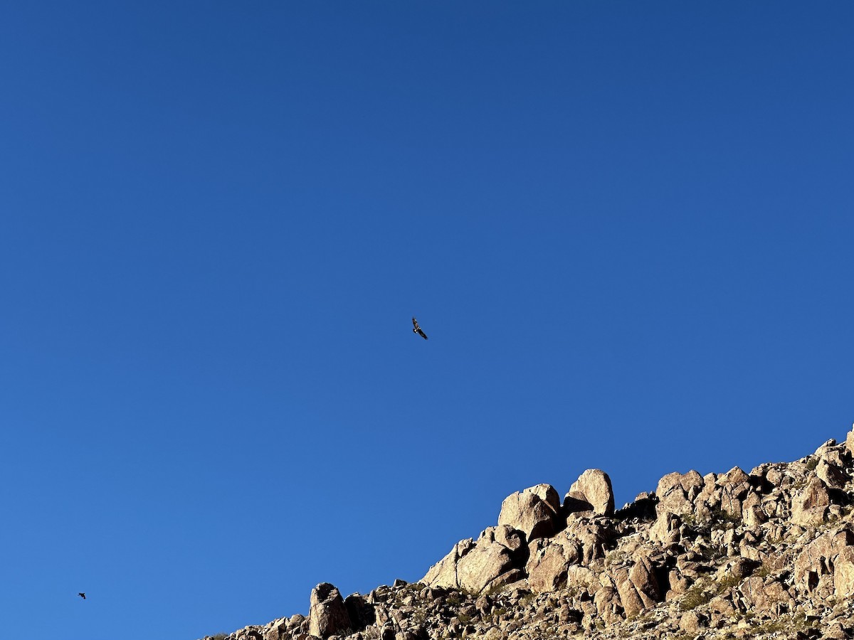 Águila Real - ML586106091