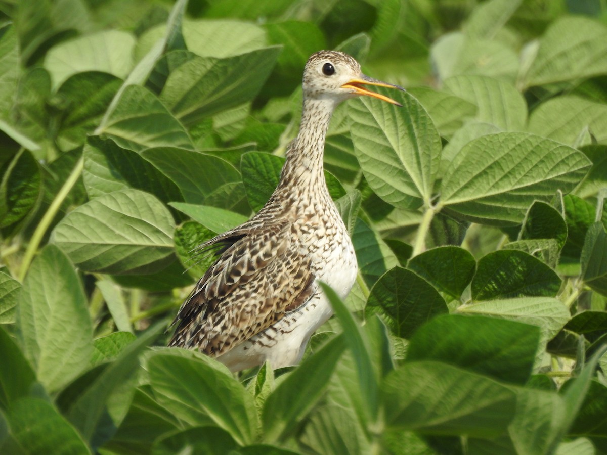 Upland Sandpiper - ML586106481