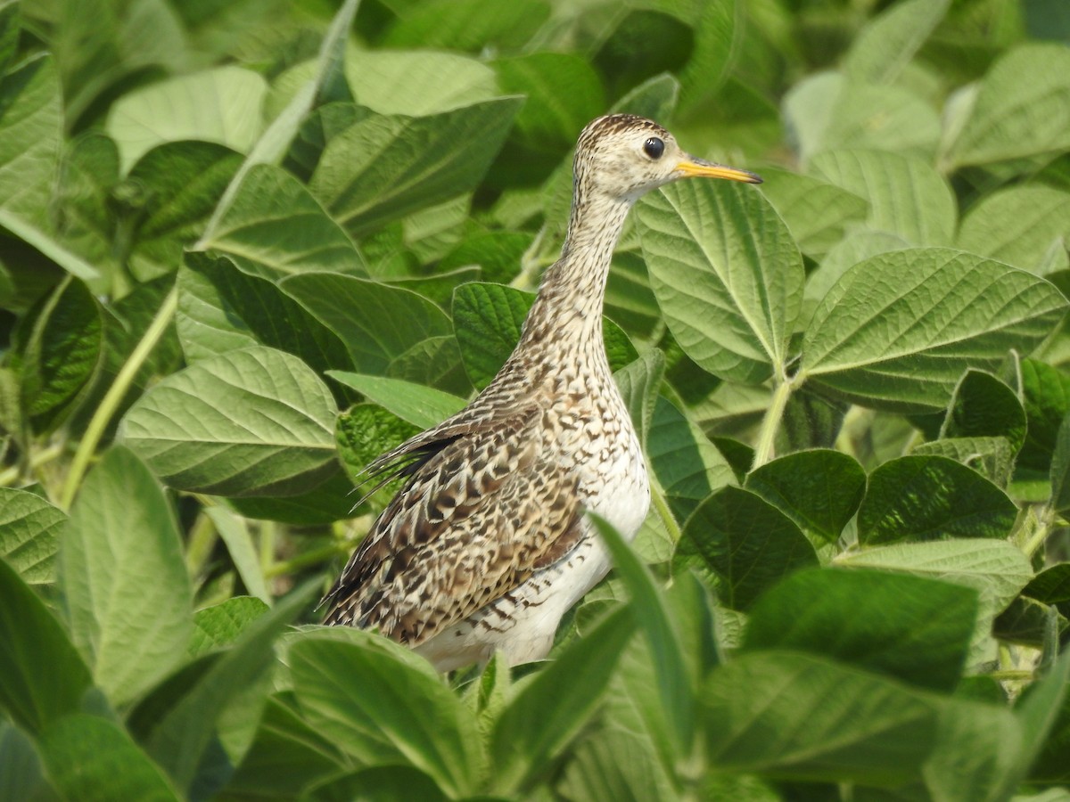 Upland Sandpiper - ML586106491