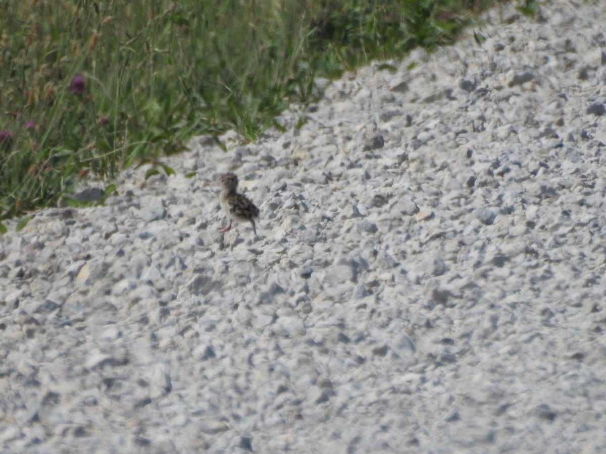 Upland Sandpiper - ML586106501