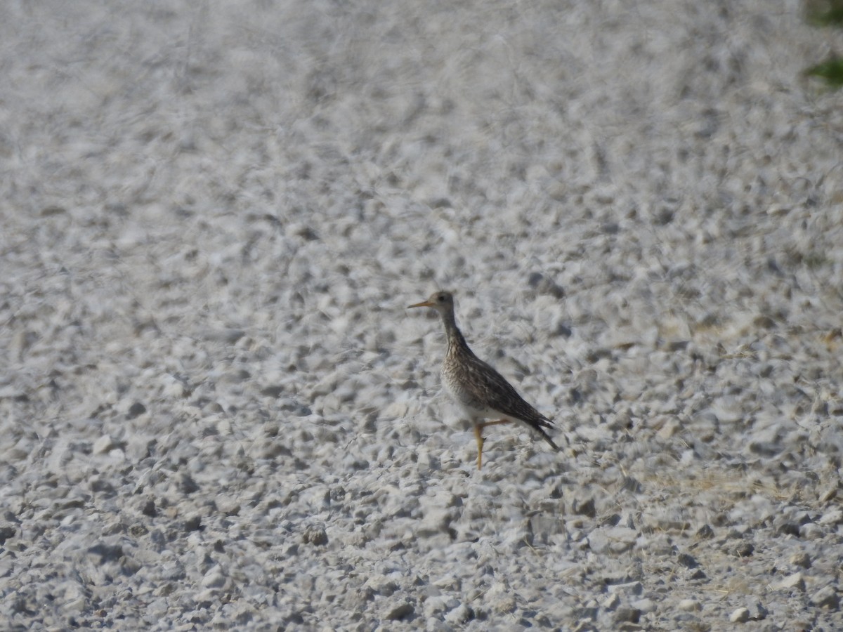 Upland Sandpiper - ML586106511