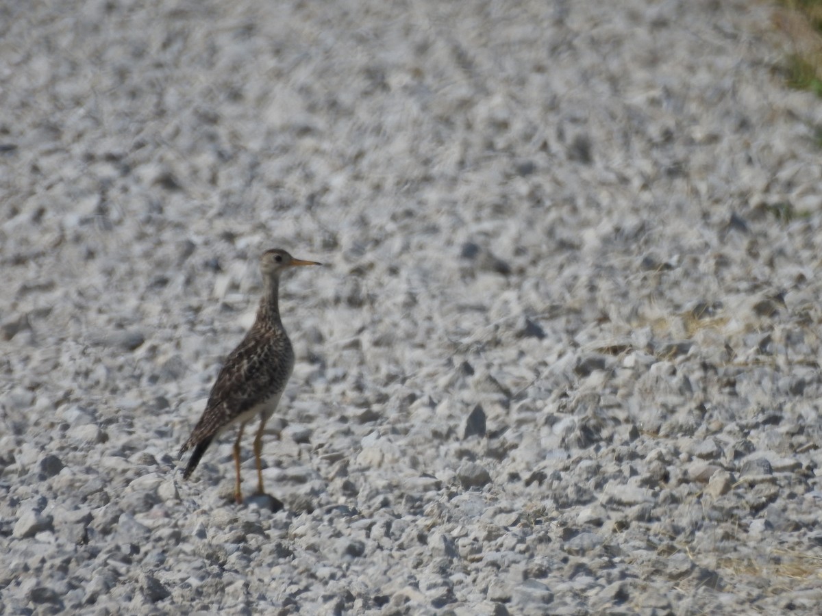 Upland Sandpiper - ML586106521