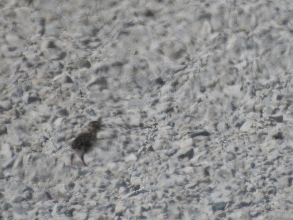 Upland Sandpiper - ML586106531