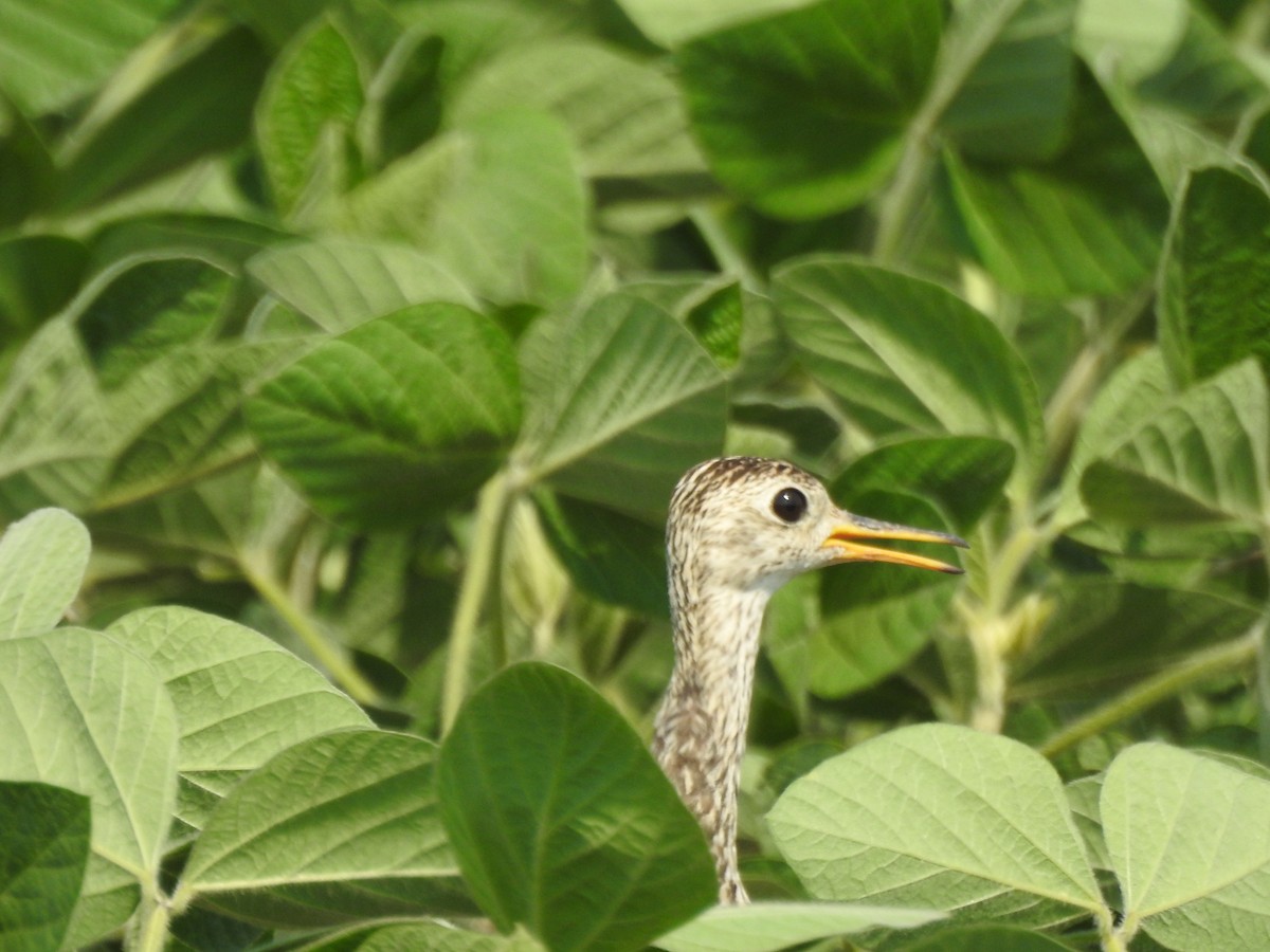 Upland Sandpiper - ML586106541