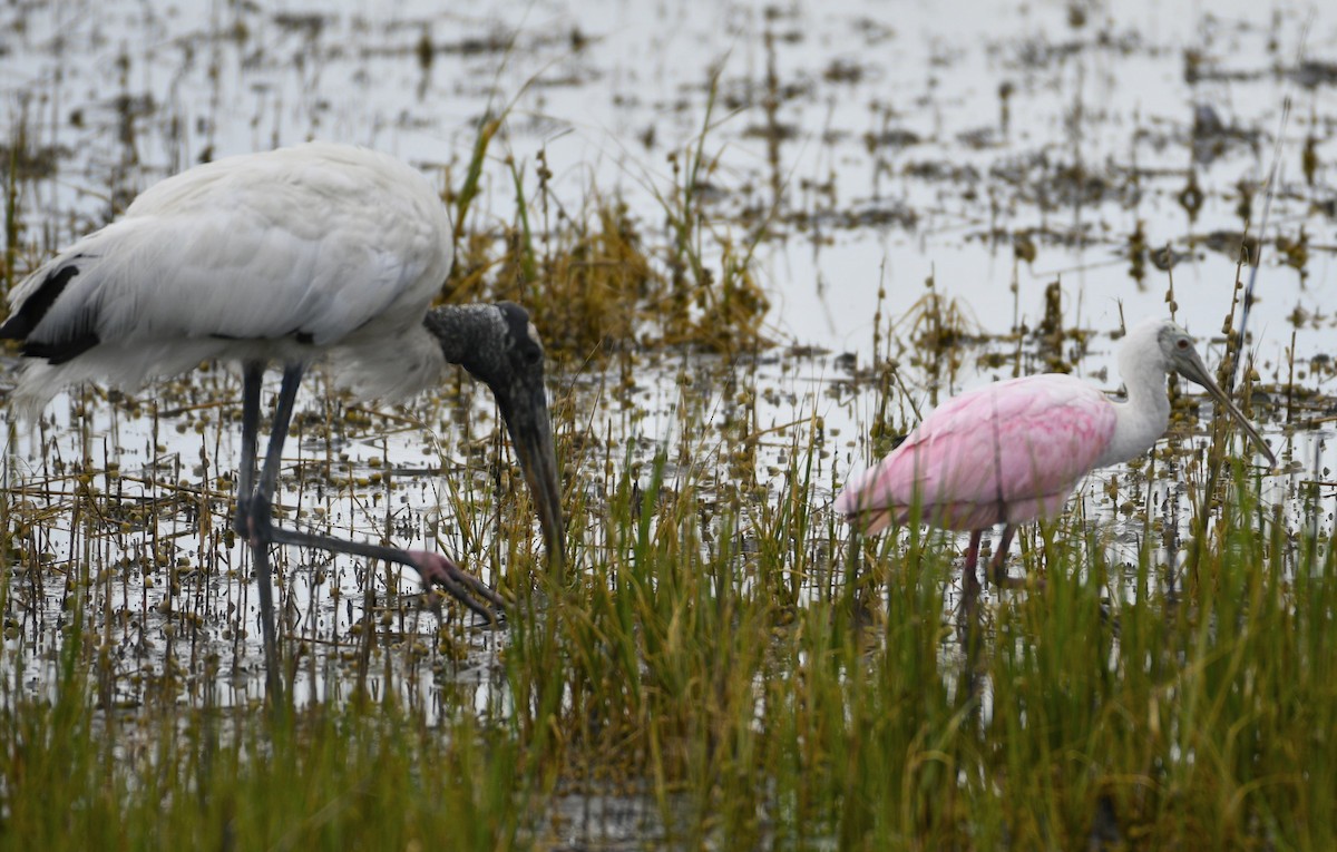 Roseate Spoonbill - ML586106801