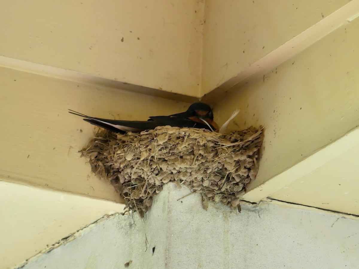 Barn Swallow - ML586107381