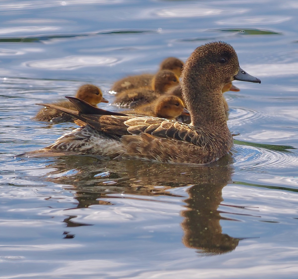 Eurasian Wigeon - ML586107691