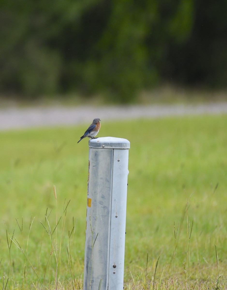 Eastern Bluebird - ML586108061