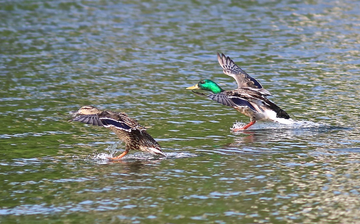 Mallard - Ron and Linda (Tozer) Johnston