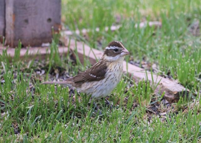 Rose-breasted Grosbeak - ML586109701