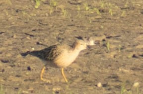 Buff-breasted Sandpiper - ML586109861