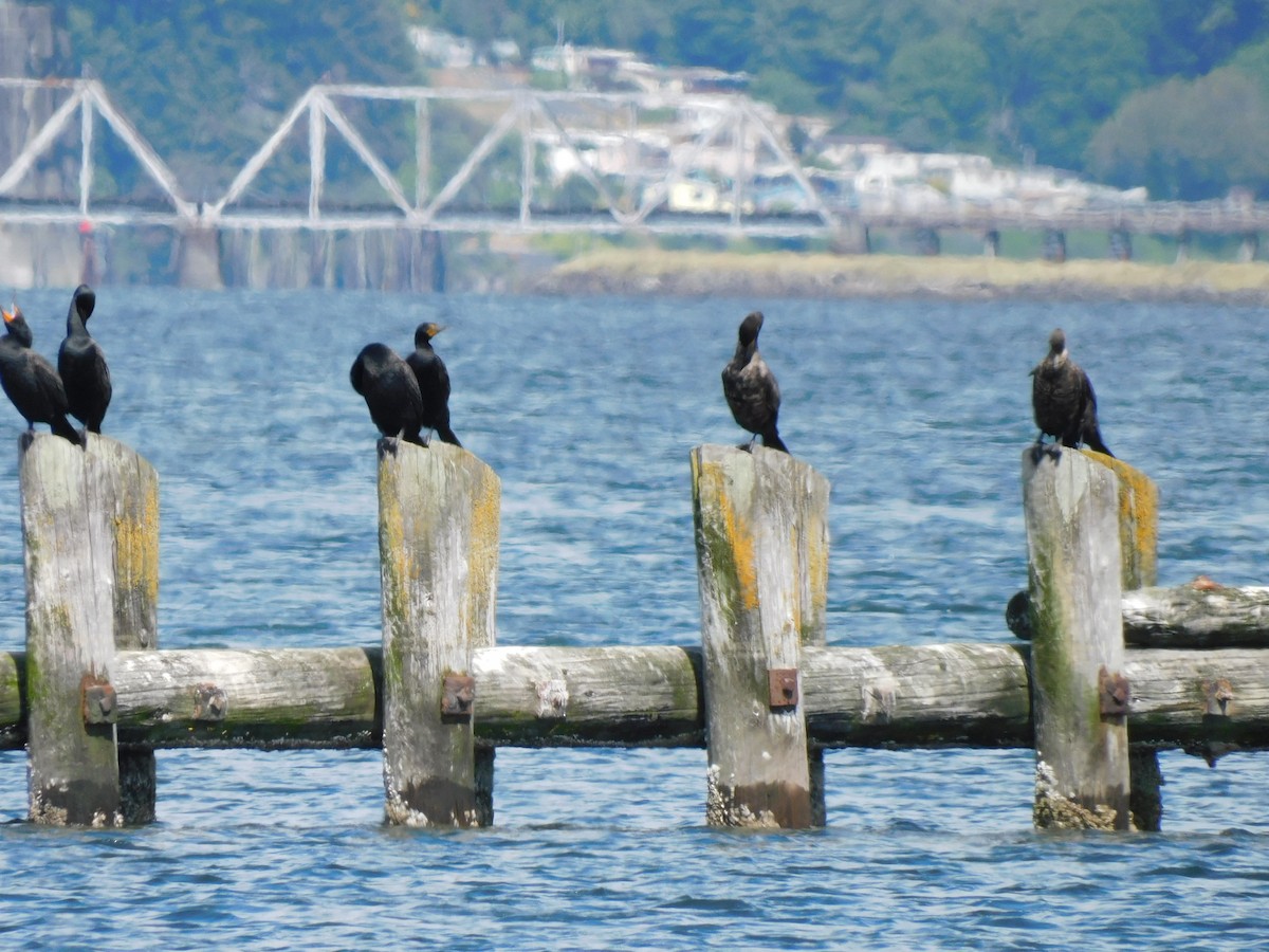 Double-crested Cormorant - ML586110001