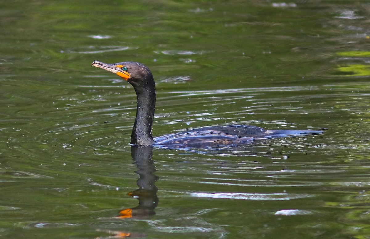 Cormoran à aigrettes - ML586110051