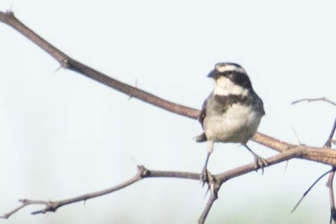 Ringed Warbling Finch - Leandro Bareiro Guiñazú