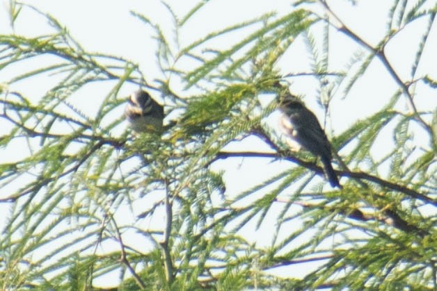 Ringed Warbling Finch - ML586110291