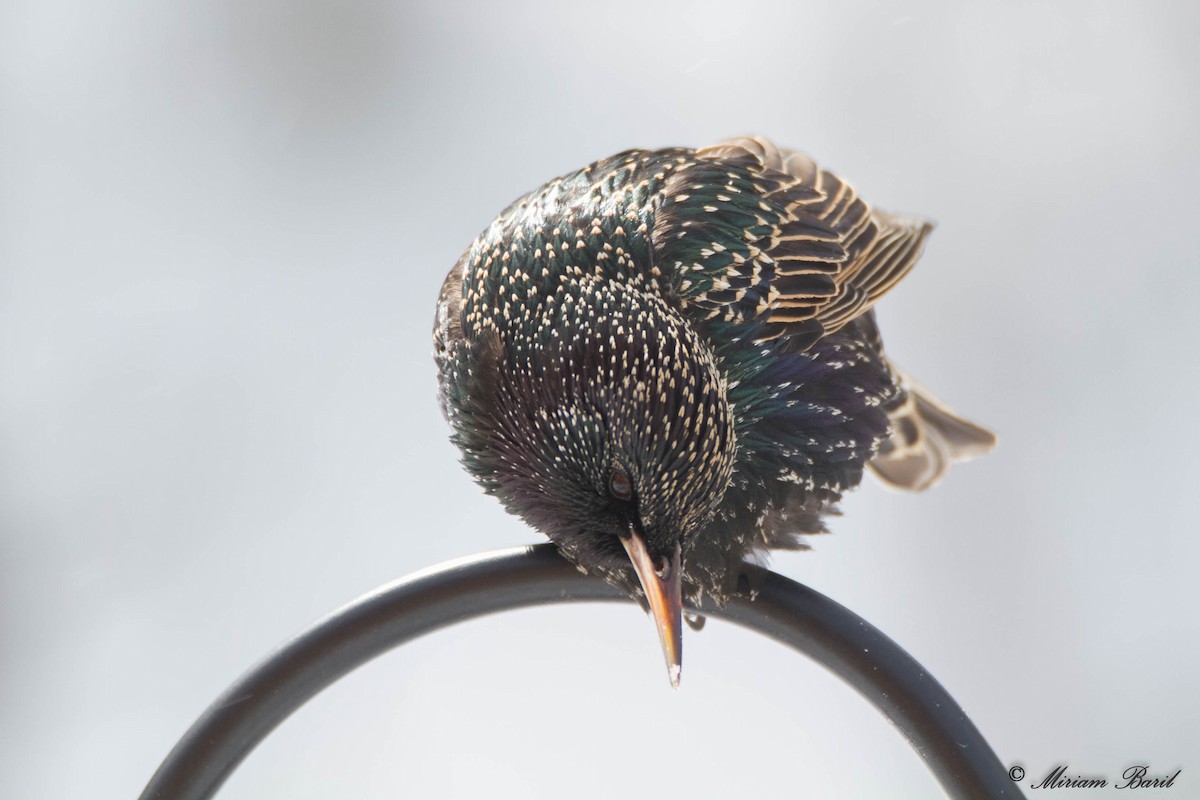 European Starling - ML58611041