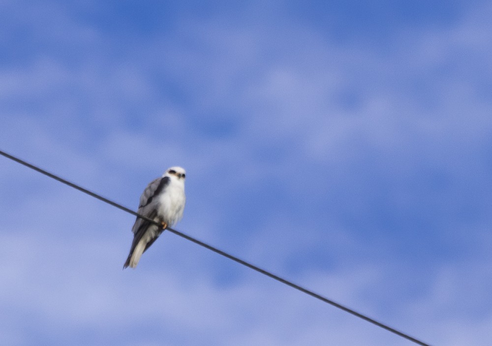 White-tailed Kite - Enio Moraes