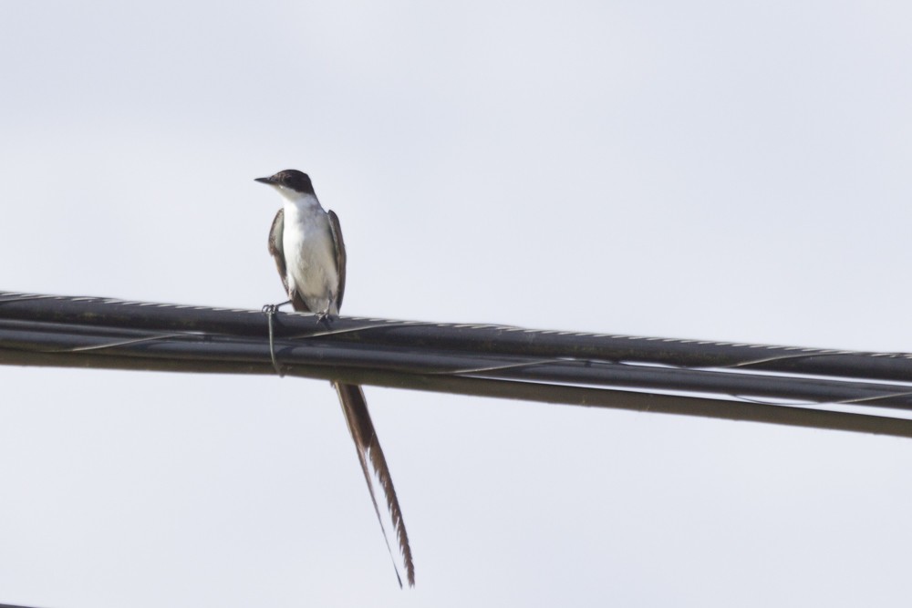 Fork-tailed Flycatcher - Enio Moraes