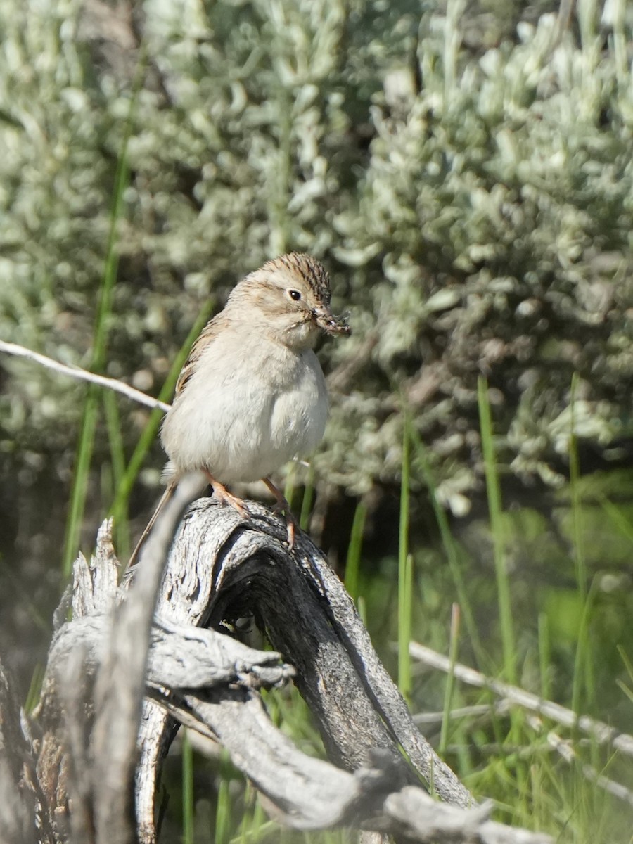 Brewer's Sparrow - Frank Severson