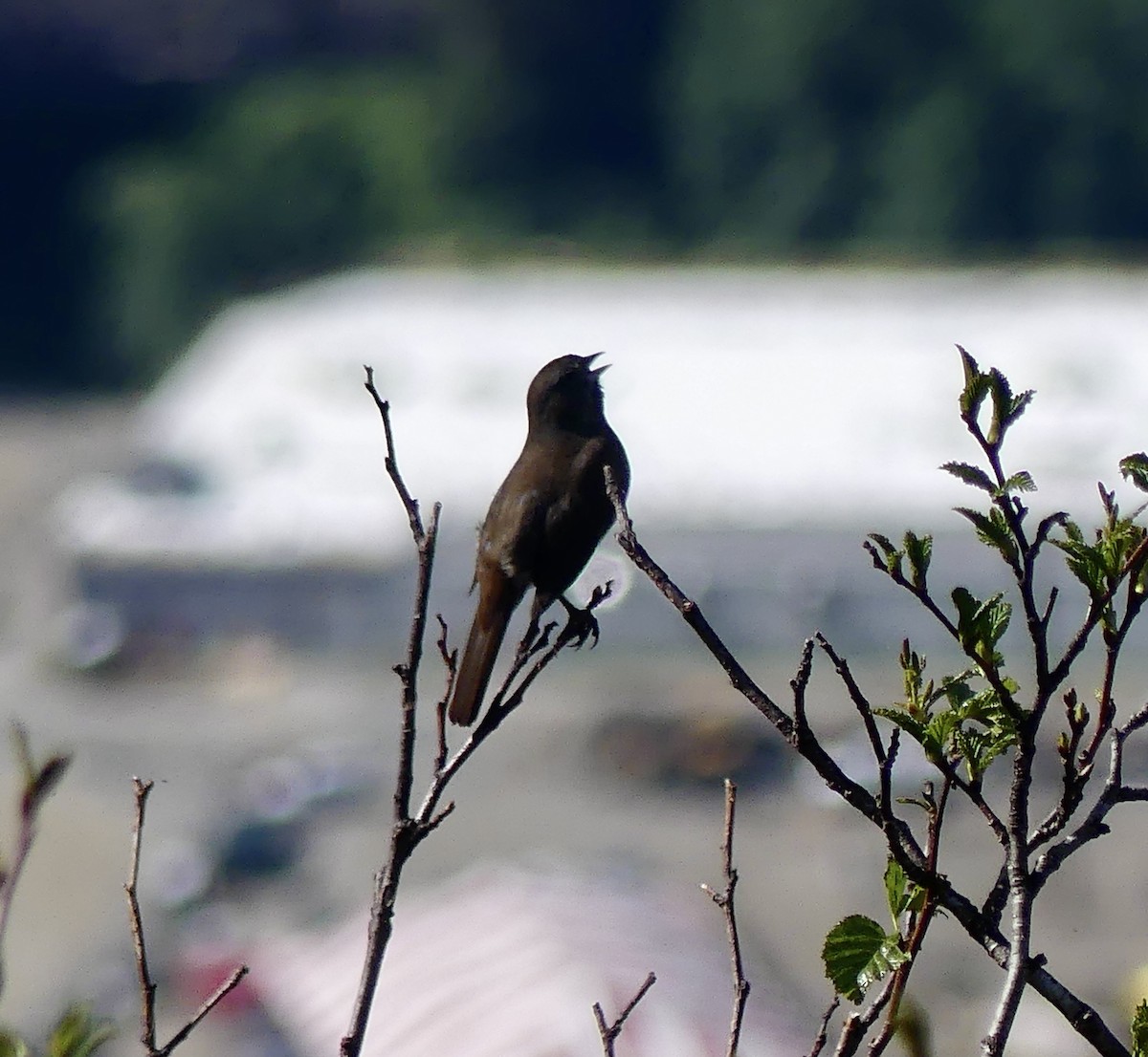 Fox Sparrow - Mary McCafferty