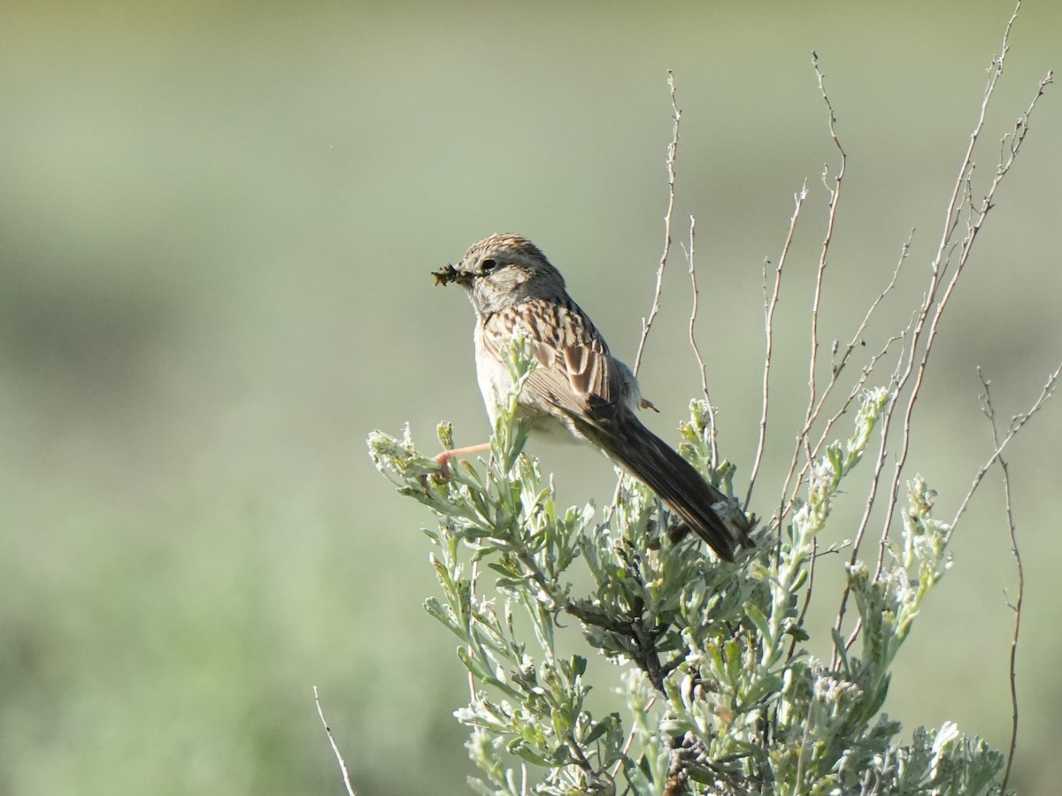 Brewer's Sparrow - Frank Severson