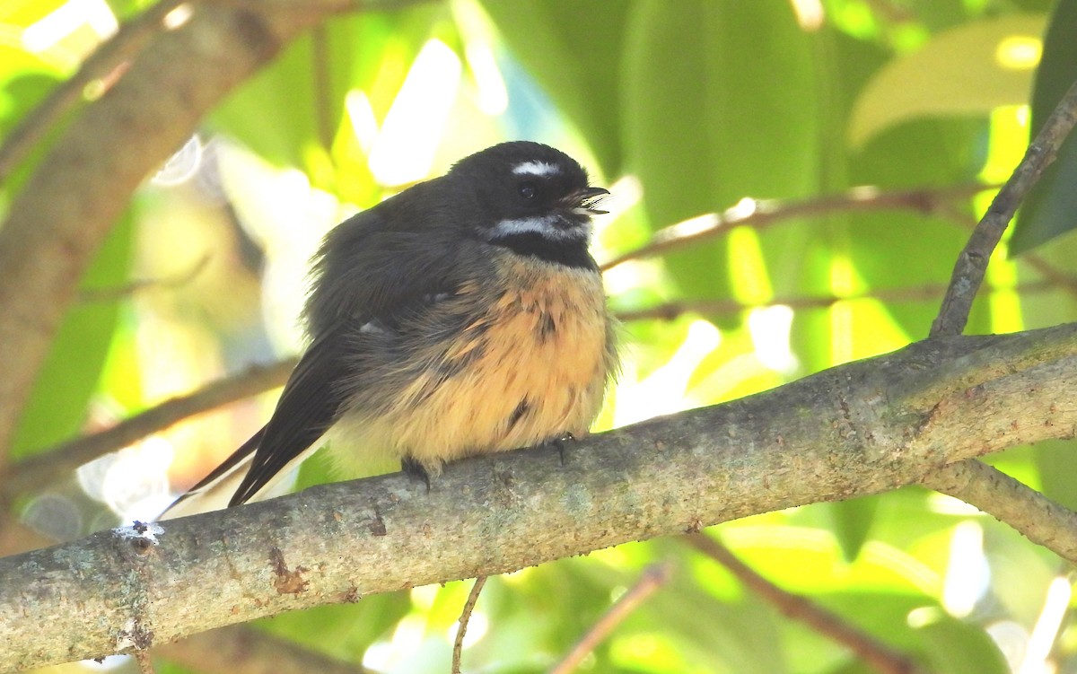 New Zealand Fantail - ML586112671