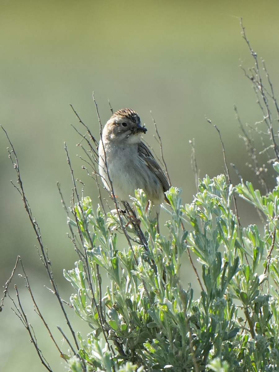 Brewer's Sparrow - Frank Severson