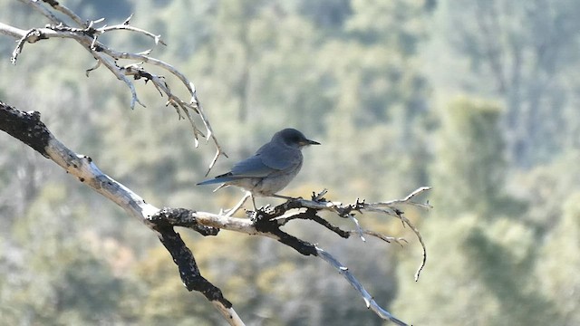 Pinyon Jay - ML586113771