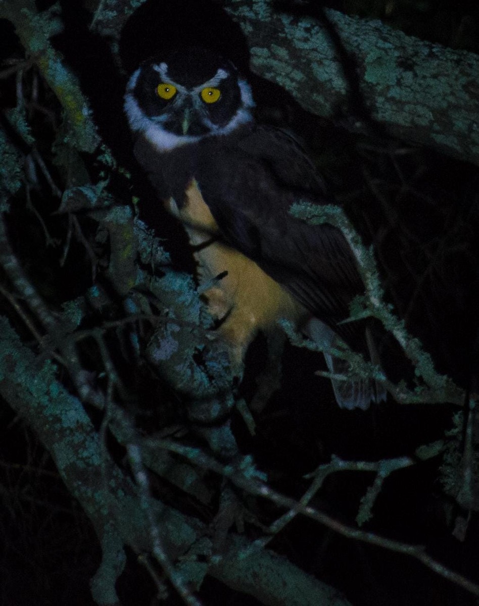 Spectacled Owl - Leandro Bareiro Guiñazú