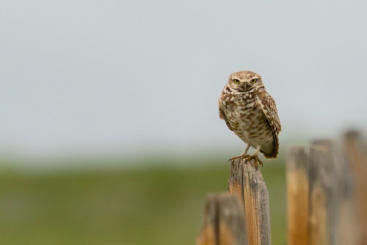 Burrowing Owl - ML586114791