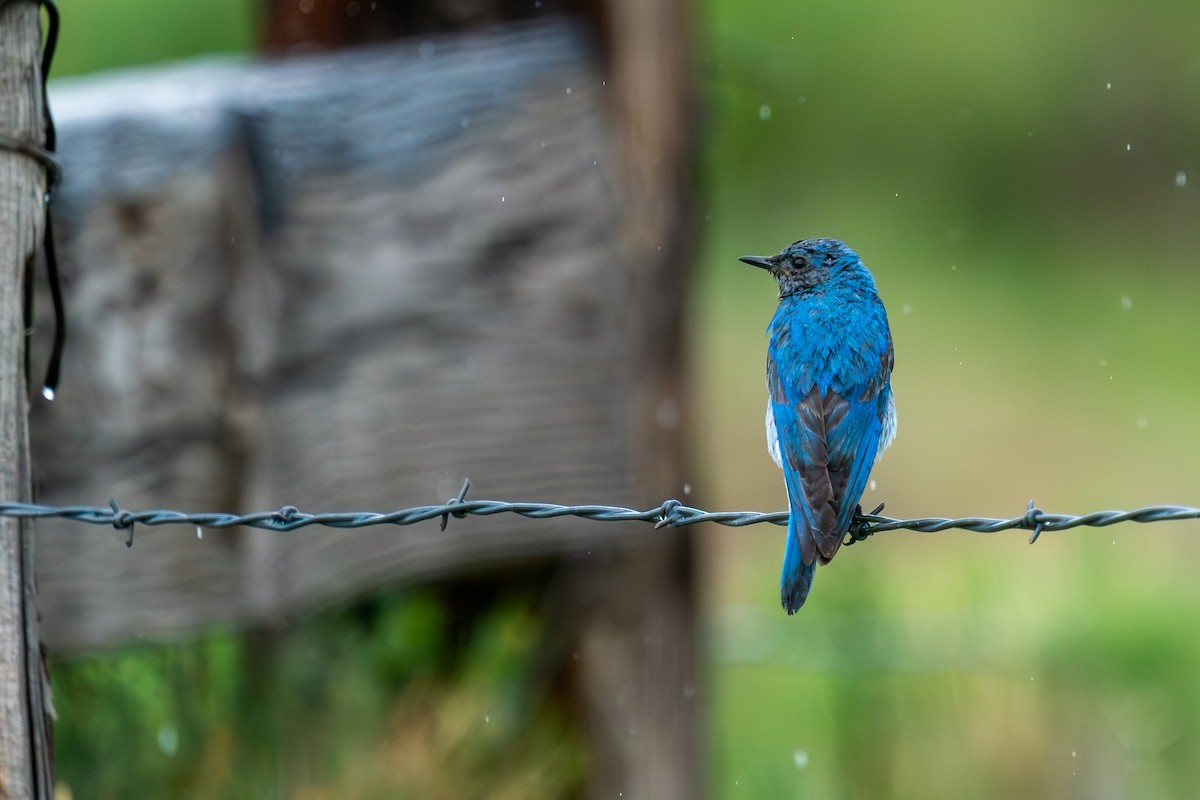 Mountain Bluebird - Shawn Moorman