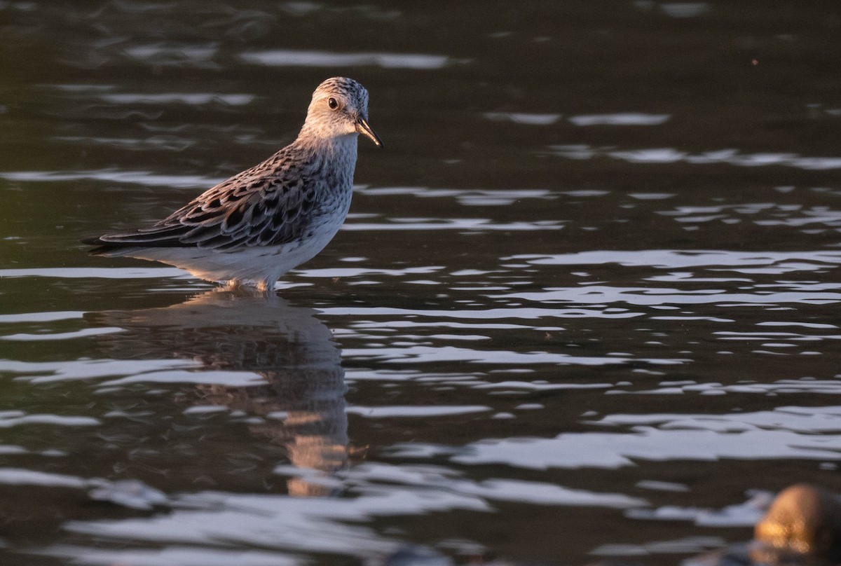Semipalmated Sandpiper - ML586116271