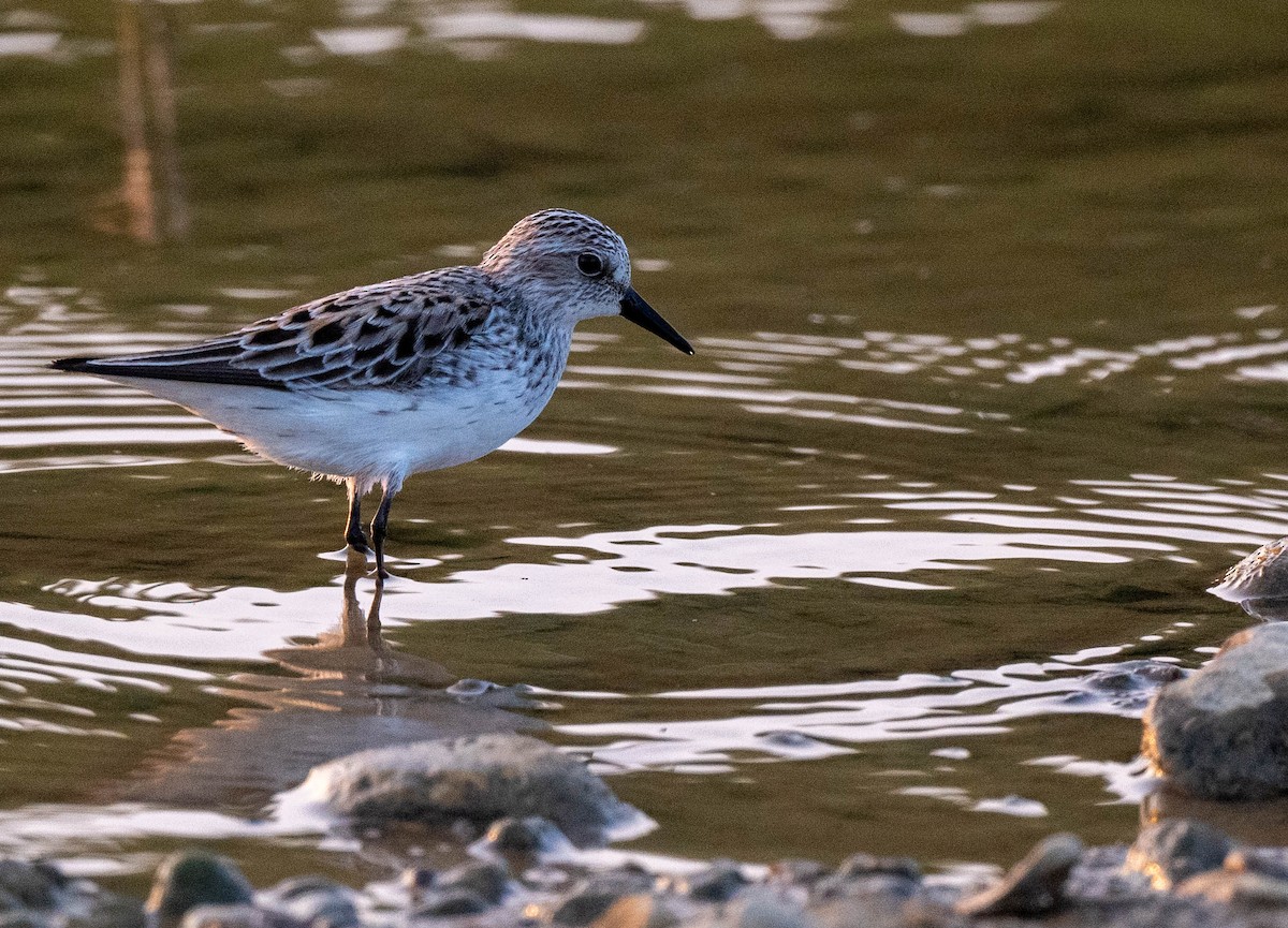 Semipalmated Sandpiper - ML586116281