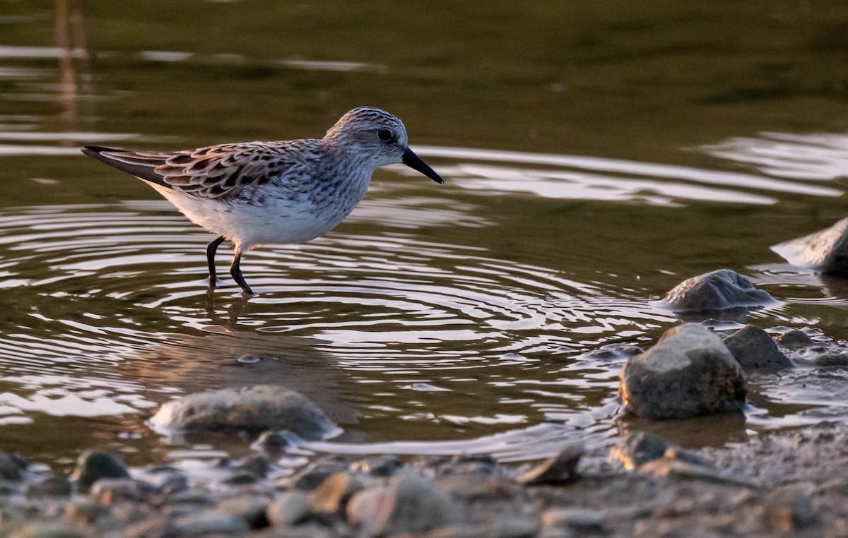 Semipalmated Sandpiper - ML586116291