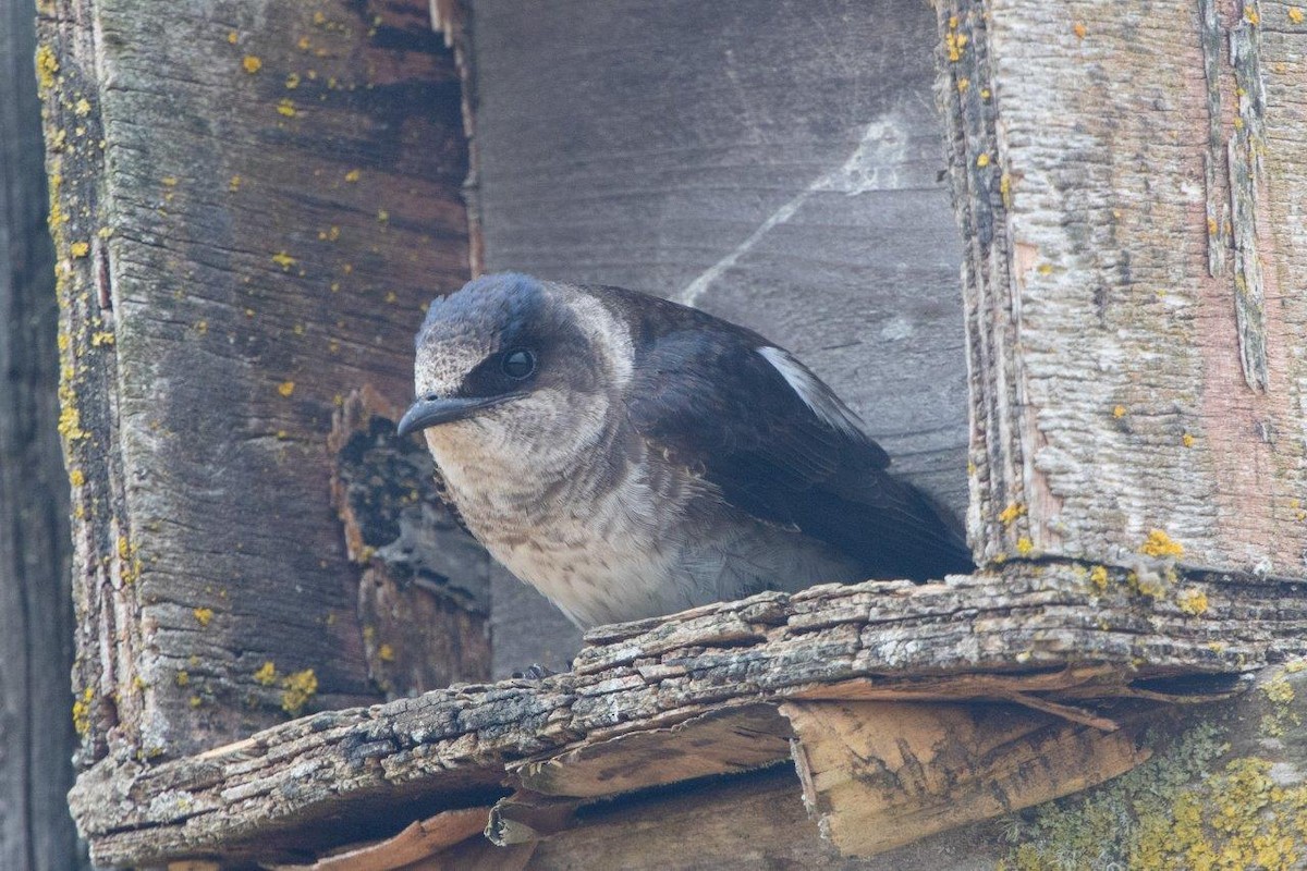 Purple Martin - ANTHONY KENT