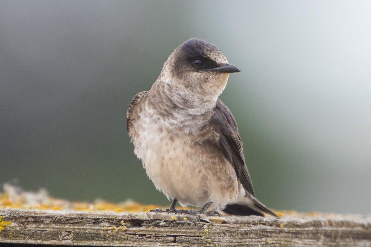 Purple Martin - ML586117171