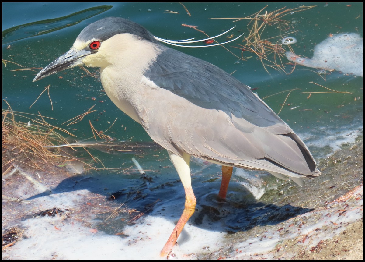 Black-crowned Night Heron - Peter Gordon