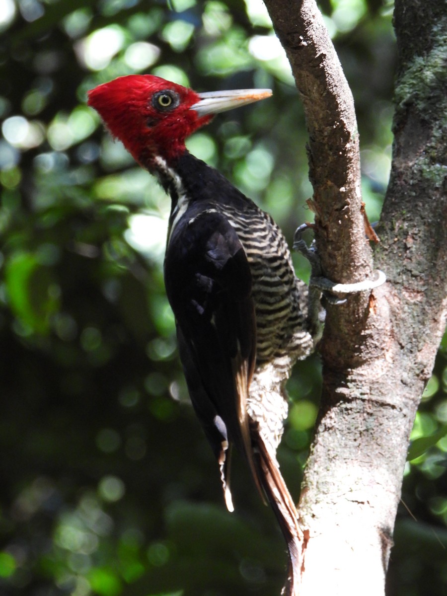 Pale-billed Woodpecker - ML586117341