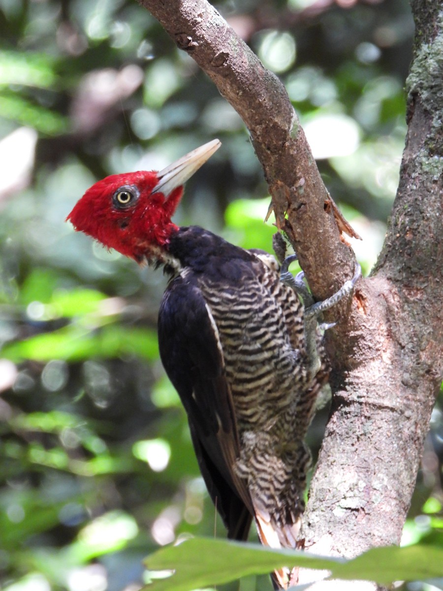 Pale-billed Woodpecker - ML586117461