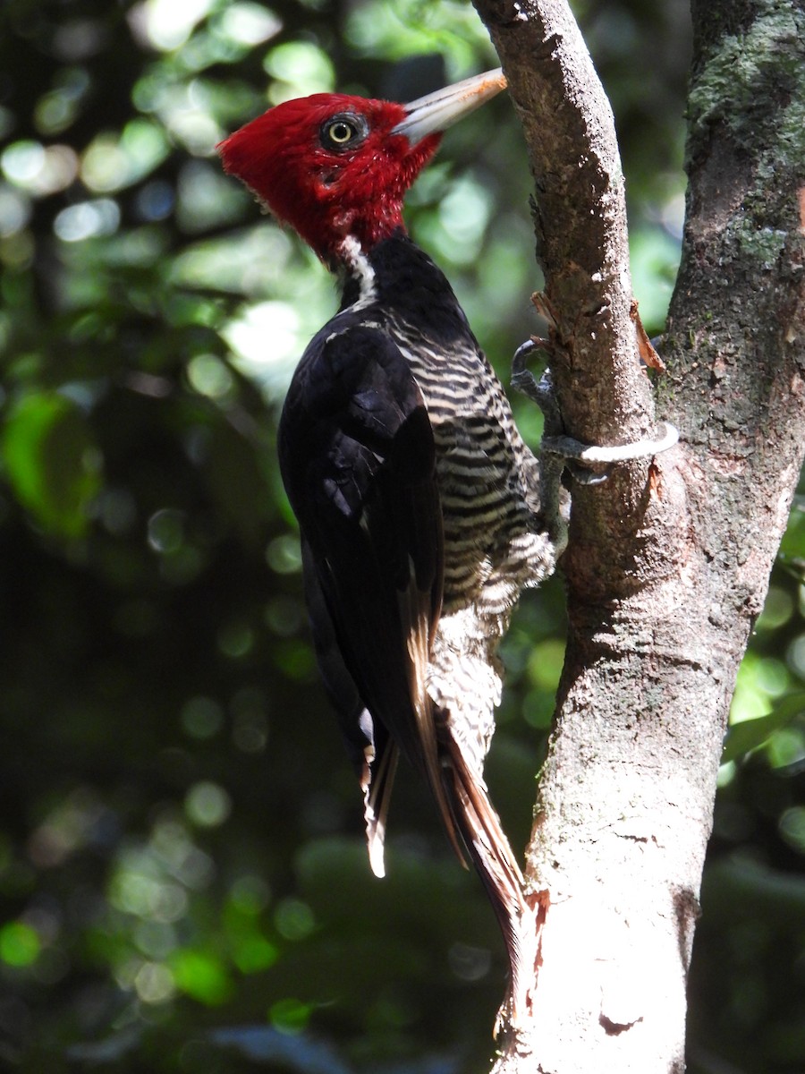 Pale-billed Woodpecker - ML586117471