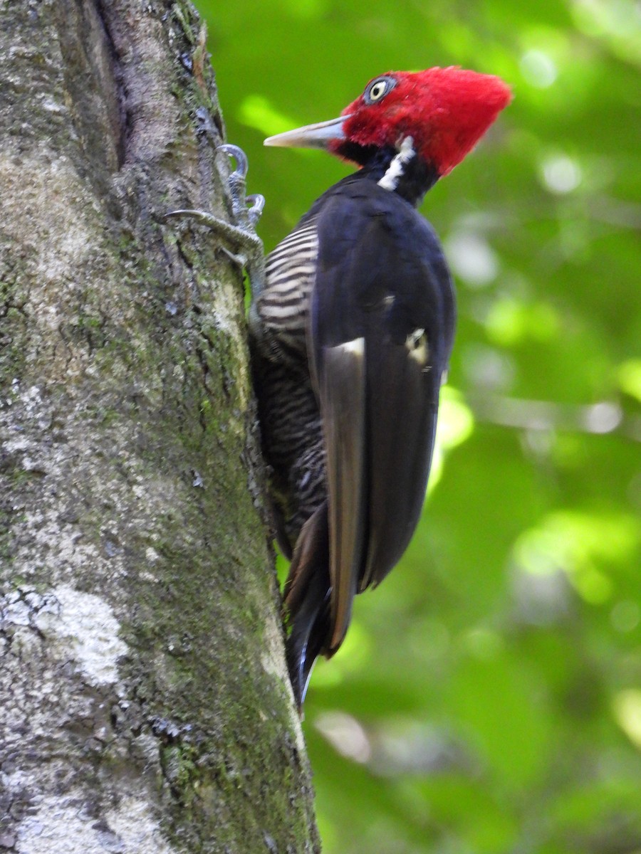 Pale-billed Woodpecker - ML586117481