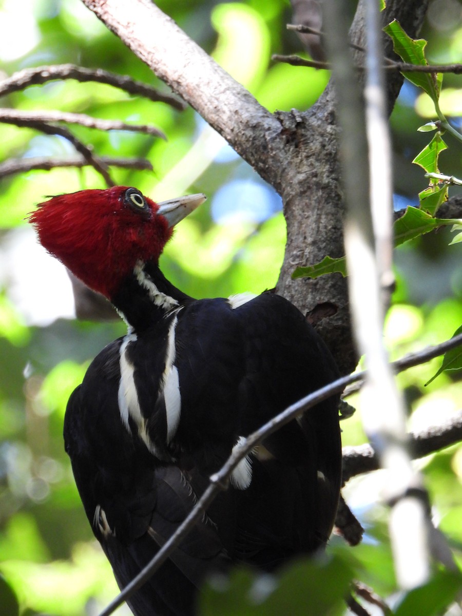 Pale-billed Woodpecker - ML586117491