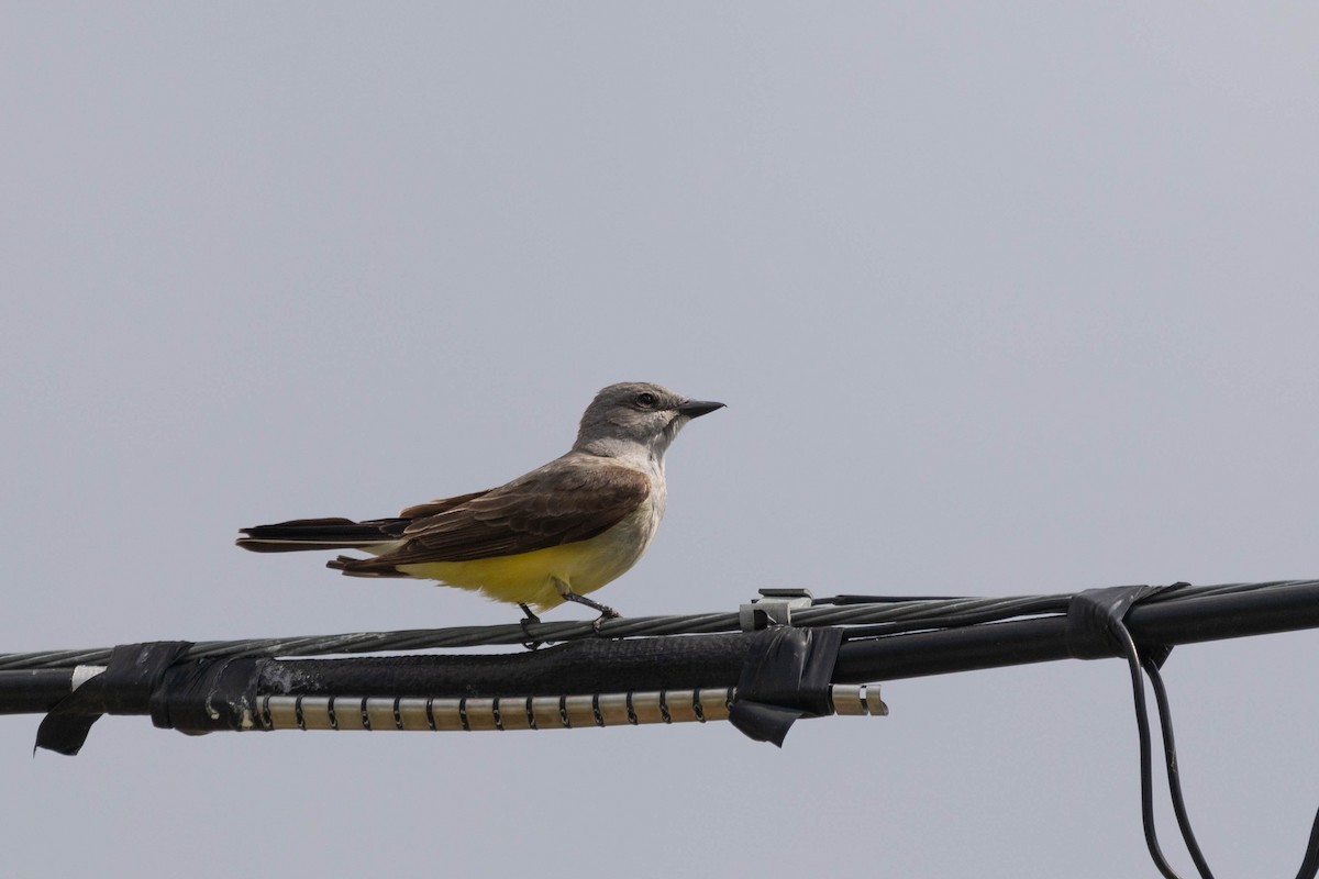 Western Kingbird - ML586118021