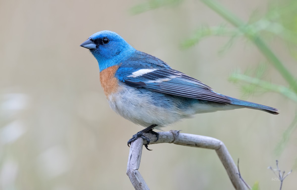 Lazuli Bunting - Shailesh Pinto