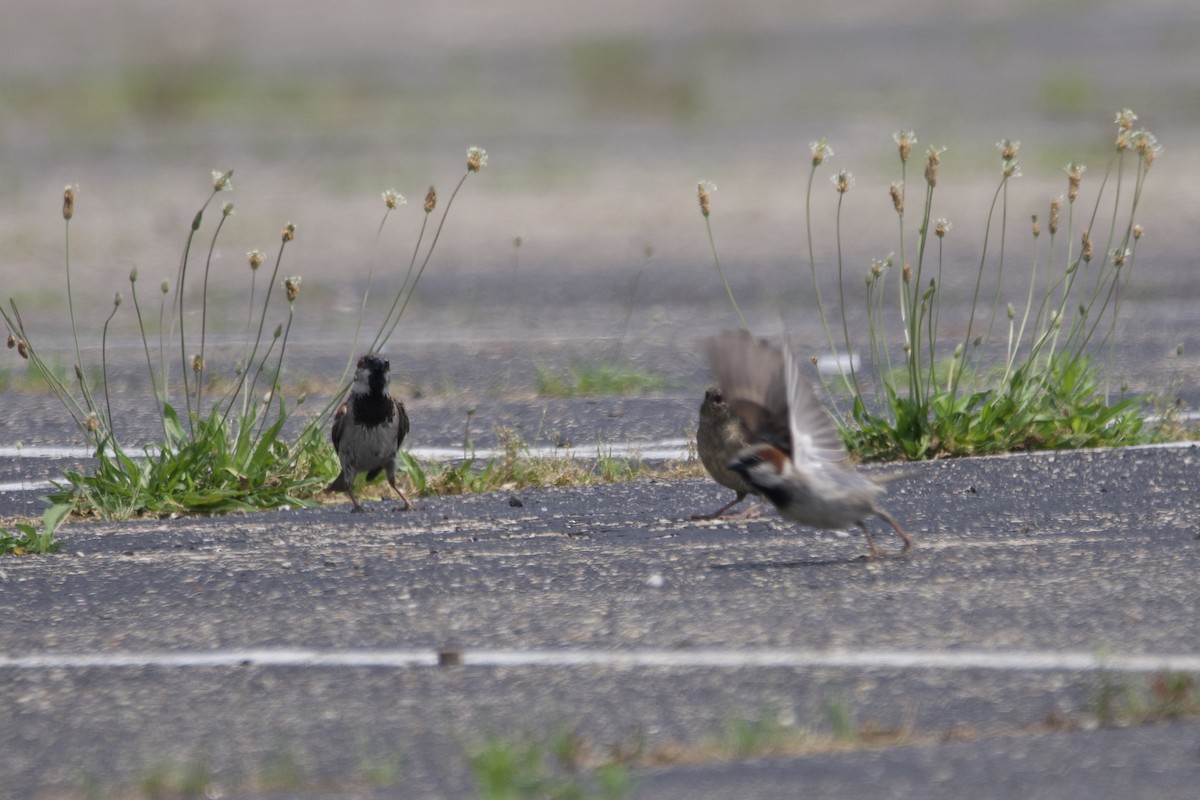 House Sparrow - ML586118211